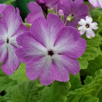 Primula sieboldii 'Sangoguko'